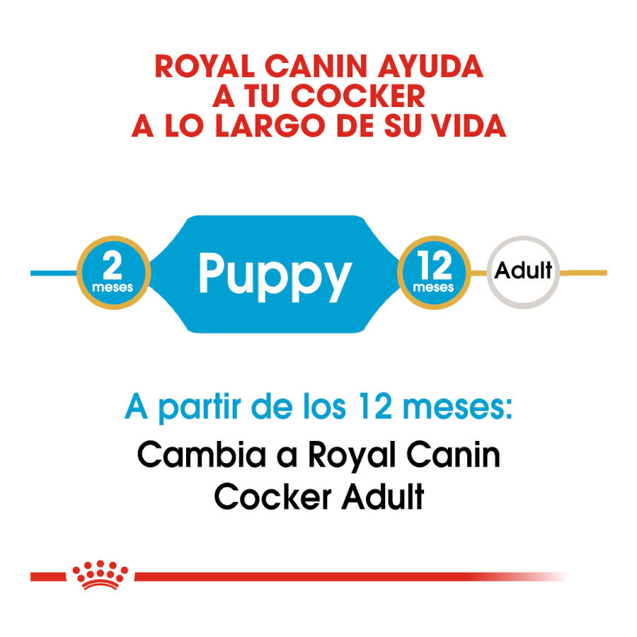 3 kg Royal Canin Puppy Cocker ra&ccedil;&atilde;o para c&atilde;es, , large Imagem n&uacute;mero 7